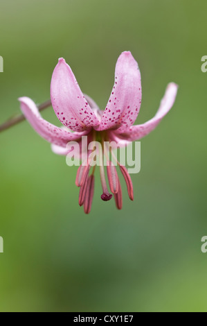 Martagon oder Turk Kappe Lilie (Lilium Martagon), Haren, Emsland Region, Niedersachsen Stockfoto