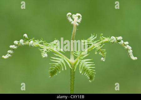 Gemeinsamen Adlerfarn (Pteridium Aquilinum), Tinner Loh, Haren, Emsland, Niedersachsen Stockfoto