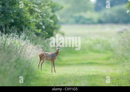 Reh (Capreolus Capreolus), Haren, Emsland, Niedersachsen Stockfoto