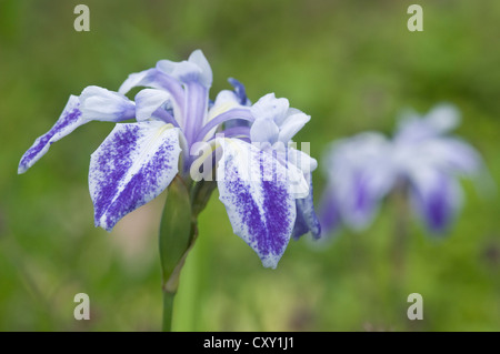 Japanische Wasser Iris (Iris Laevigata 'Monstrosa'), Haren, Emsland, Niedersachsen Stockfoto