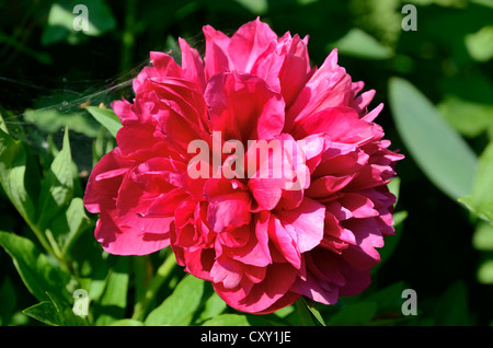 Rote Blüte, Pfingstrose (Paeonia Officinalis Hybrid) Stockfoto
