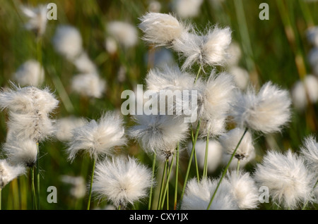 Blühende Hares-Tail Wollgras, Grasbüschel Wollgras oder ummantelt Cottonsedge (Wollgras Vaginatum) Stockfoto