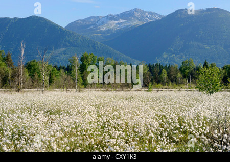 Blühende Hares-Tail Wollgras, Grasbüschel Wollgras oder ummantelt Cottonsedge (Wollgras Vaginatum), Teppich blühenden Gras Stockfoto