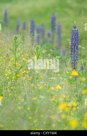 Großer-blättrig Lupine (Lupinus Polyphyllus), großer Hahnenfuß (Ranunculus Acris), Fehndorf, Emsland, Niedersachsen Stockfoto