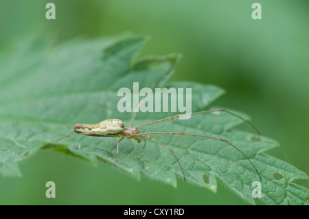 Lange-jawed Orb Weavers oder Long-jawed Spinnen (Tetragnatha Montana), Haren, Emsland Region, Niedersachsen Stockfoto