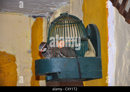 Vogel in einem Käfig, alte Mode Weihnachtsszenen, der lebenden Krippe (Belen Viviente) in Spanien Stockfoto