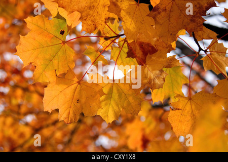 Gelbes Blatt von Ahorn im Herbst hautnah. Stockfoto