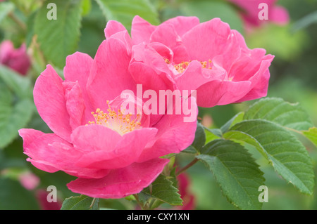 Gallische Rose, französische rose (Rosa Gallica), Neustadt ein der Weinstraße, Rheinland-Pfalz Stockfoto