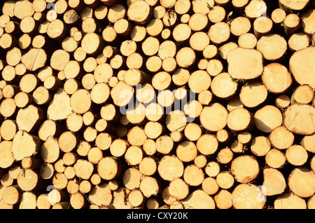 Frisch geschnittene Fichte Protokolle stapelten Holz wartet auf Entfernung in der Nähe von Raubling, Bayern Stockfoto