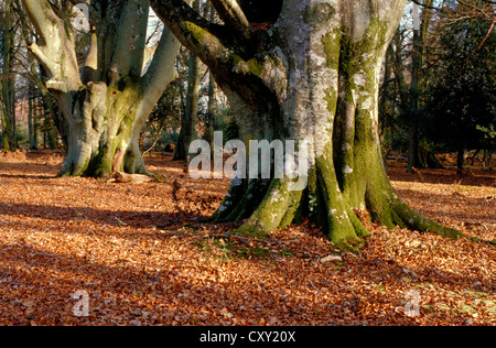 Buche Fagus Sylvatica, Fagaceae Stockfoto