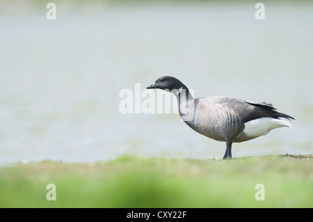 Brant oder Brent Goose (Branta Bernicla), Insel Texel, Niederlande, Europa Stockfoto