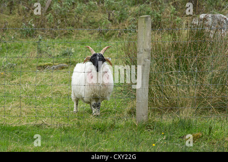 junge Scottish Blackface Schafe, Glencolmcille, County Donegal, Irland Stockfoto