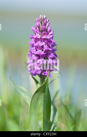 Western-Knabenkraut, Broad-leaved Knabenkraut, Fan-Orchidee oder gemeinsame Knabenkraut (Dactylorhiza Majalis), Insel Texel Stockfoto