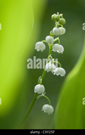 Lily Of The Valley (Convallariaarten Majalis), Haren, Emsland Region, Niedersachsen Stockfoto