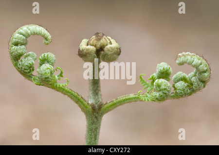 Sprießen Adlerfarn Farn (Pteridium Aquilinum), Haren, Emsland, Niedersachsen Stockfoto