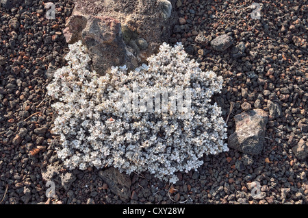 Wilder Buchweizen oder Kissen Buchweizen (Eriogonum Ovalifolium), Krater des Moon National Monument, Arco, Highway 20, Idaho, USA Stockfoto