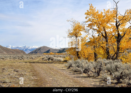 Fahrbahn mit herbstlich gefärbten Bäumen im Flusstal Big Lost, Lost River Range an der Rückseite, Mackay, Idaho, USA Stockfoto