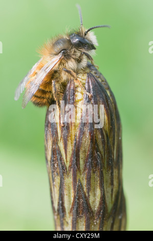Eine Art der Biene (Osmia Cornuta) thront auf einem Feld-Schachtelhalm (Equisetum Arvense), Haren, Emsland, Niedersachsen Stockfoto
