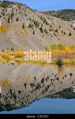 Reflexionen in der Trail Creek Trail Creek Valley, Sun Valley, Idaho, USA Stockfoto