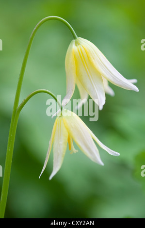 Kitz-Lilie (Erythronium), Sorte "Joanna", Haren, Emsland, Niedersachsen Stockfoto