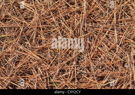 Ponderosa Pine, Bull Kiefer, Black Jack Pine oder Western Yellow Pine (Pinus Ponderosa), Nadeln, Farragut State Park, Idaho, USA Stockfoto