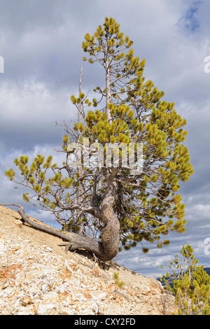 Lodgepole Pine oder Ufer-Kiefer (Pinus Contorta), Grand Canyon des Yellowstone River, Inspiration Point North Rim Stockfoto