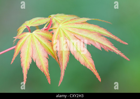 Schieferung der japanischer Ahorn (Acer Palmatum Sangu Kaku), Haren, Emsland, Niedersachsen Stockfoto