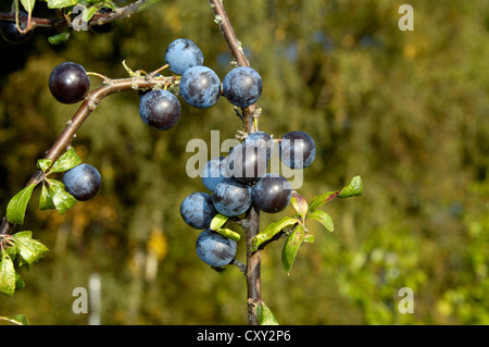 Schlehe Prunus Spinosa Rosengewächse Stockfoto