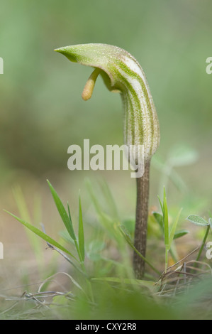 Mönchs Kutte oder Larus (Arisarum Vulgare), Port d ' Andratx, Mallorca, Spanien, Europa Stockfoto