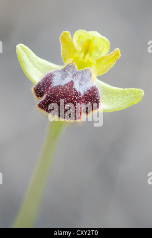 Düstere Bee-Orchidee oder die dunkle Biene-Orchidee (Ophrys Fusca), Port d ' Andratx, Mallorca, Spanien, Europa Stockfoto