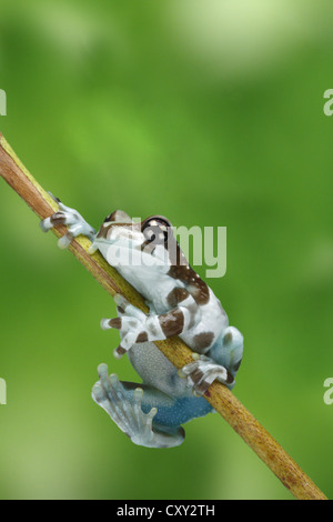 Amazon Milch Frosch (Phrynohyas Resinifictrix) Klettern eine Filiale Stockfoto