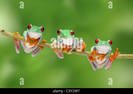 Drei Red-eyed Laubfrösche (Agalychnis Callidryas) Klettern eine Filiale Stockfoto