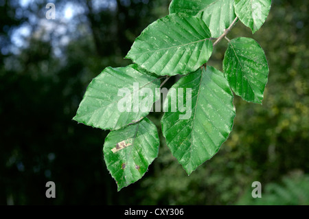 Buche Fagus Sylvatica, Fagaceae Stockfoto