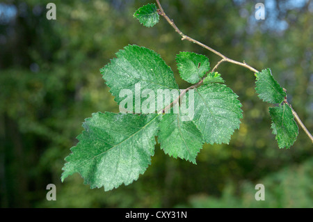 Englische Ulme Ulmus Procera, Ulme Stockfoto