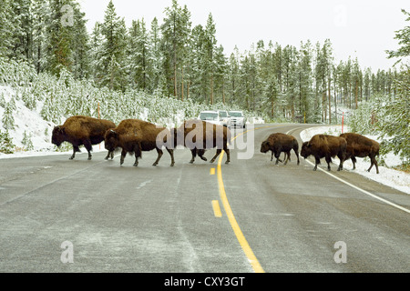 Amerikanische Bisons (Bison Bison) überqueren die Straße zum Old Faithful, Yellowstone Nationalpark, Wyoming, USA Stockfoto