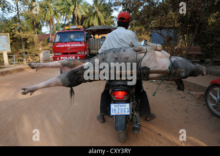 Schweine transportiert auf einem Roller, Siem Reap, Kambodscha, Asien Stockfoto