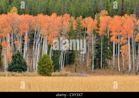 Espe Bäume (Populus SP.), John D. Rockefeller Jr. Memorial Parkway, Wyoming, Vereinigte Staaten Stockfoto