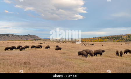 Herde Bisons (Bison Bison), Elk Ranch Wohnungen, Grand-Teton-Nationalpark, Wyoming, USA Stockfoto