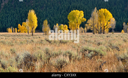 Herbst Farben Fremont Cottonwood oder Alamo Pappeln (Populus Fremontii), Antelope Flats, Grand-Teton-Nationalpark Stockfoto