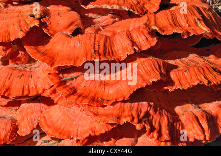 Schwefel-Regal, Hähnchen Pilz (Laetiporus Sulphureus), Coeur d ' Alene National Forest, Idaho, USA Stockfoto