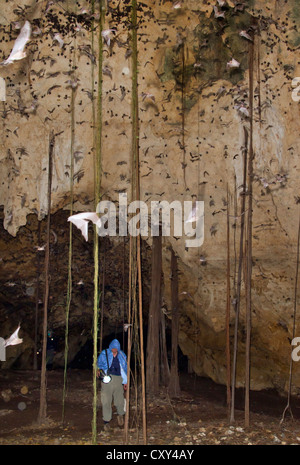 Ein Wissenschaftler sammelt Fledermäuse in einer Höhle während der Überwachung auf neu auftretende Zoonoseerkrankungen, Kenia. Stockfoto