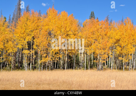 Herbst Farben Beben Aspen (Populus Tremuloides), Kawuneeche Valley, Trail Ridge Road, Rocky Mountain Nationalpark, Colorado Stockfoto