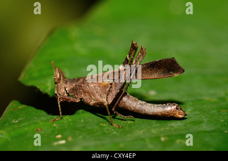 schöne Erwachsene Heuschrecke auf Ast in Thai Wald Stockfoto