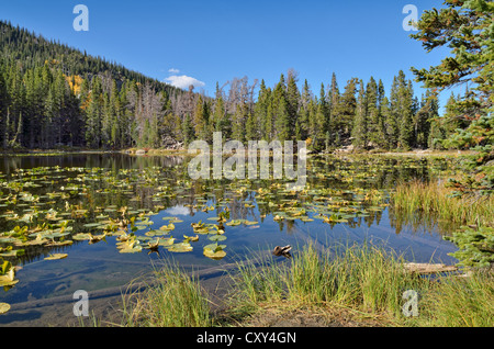 Nymphe See, Rocky Mountain Nationalpark, Colorado, USA Stockfoto