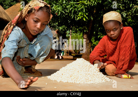 Kinder in das Dorf Idool trocknen ihre Ernte, in der Nähe von Ngaoundéré, Kamerun, Zentralafrika, Afrika Stockfoto