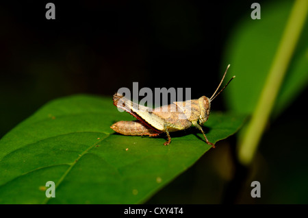 schöne Erwachsene Heuschrecke auf Ast in Thai Wald Stockfoto