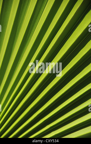 Chinesische Fan oder Brunnen Palm (Livistona Chinensis), Palmwedel, Detailansicht Stockfoto