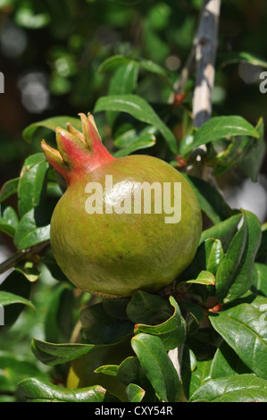 Granatapfel-Frucht wächst an einem Baum (Punica Granatum), Kreta, Griechenland, Europa Stockfoto