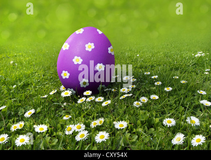 Lila Osterei bemalt mit Gänseblümchen auf einer Wiese mit Gänseblümchen Stockfoto