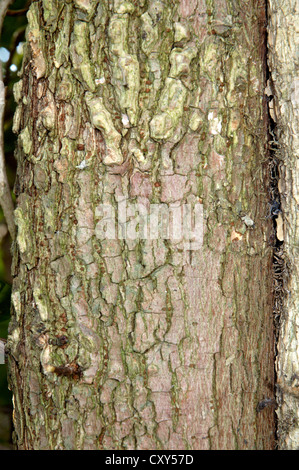 Englische Ulme Ulmus Procera, Ulme Stockfoto